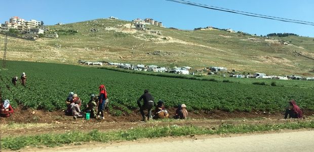 Syrische Feldarbeiterinnen